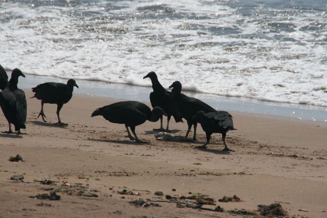 Brasile Uccelli Natura Mare 