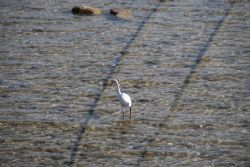 Sirmione Lago Uccelli Aironi Natura 