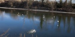 Parona (Vr) Adige Fiume Uccelli Natura Animali 