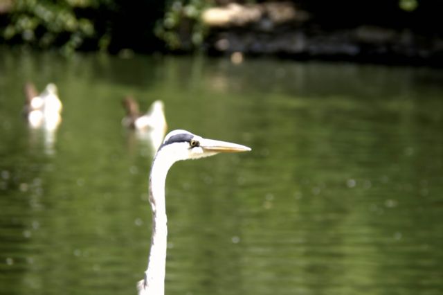 Faenza Airone, Parco Bucci 