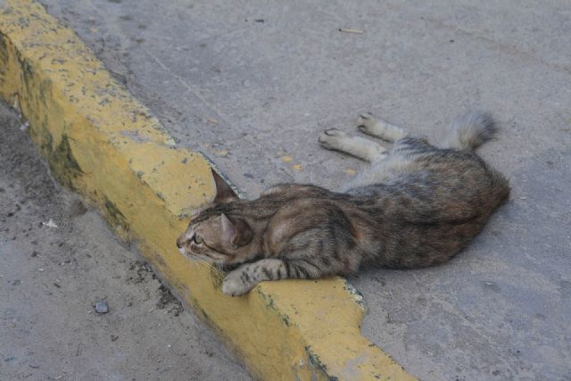 Brasile Gatto Animali Natura 