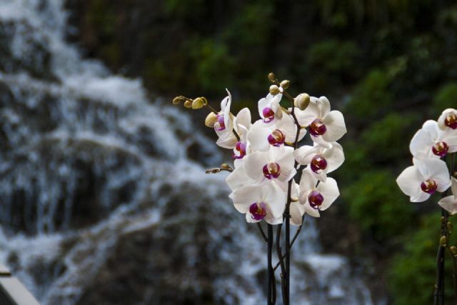 Cascata del Varone Natura Fiori 