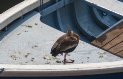 Malcesine Barca uccello 