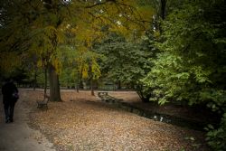 Faenza Autunno Foglie Sentiero 