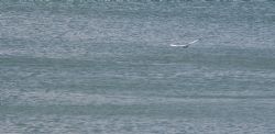 Bardolino Lago Uccelli Gabbiani Natura Volareeeeee