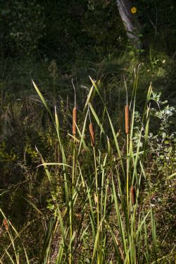 Verona Natura Piante Fiori Camminata Parco dell'Adige