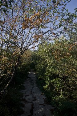 Verona Bosco Strada Sentiero 