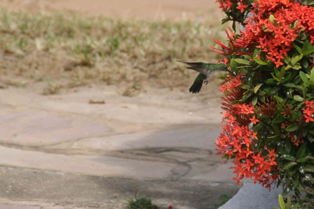 Brasile Colibrì Natura Uccelli 