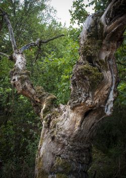 N/A Albero Natura 