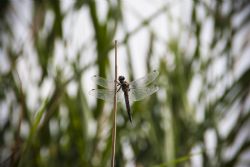 N/A Libelluna Natura Insetti 