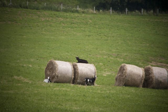 Monte Baldo Natura animali Capra 