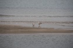 Marina di Ravenna Mare Gabbiani Uccelli Natura 