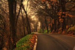 Crespellano (Bo) Strada Autunno Foglie 