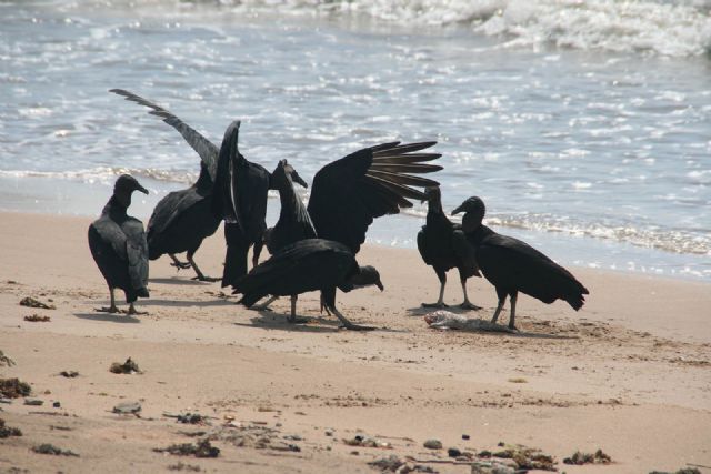 Brasile Uccelli Natura Mare 