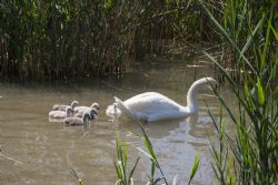 Bardolino (Vr) Cigni Natura Uccelli 