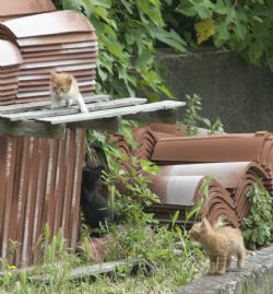 N/A Gatto Animali Natura 