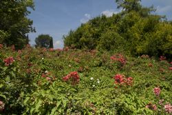 Valeggio sul Mincio (Vr) Fiori Natura Parco Sigurà