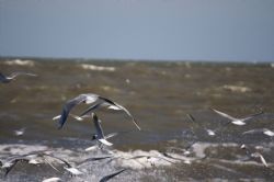 Porto Garibaldi Gabbiani Natura Uccelli Mare 