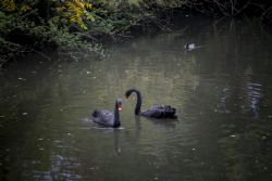 Faenza Cigno Lago Cigni Neri presso il parco Bucci