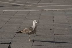 Venezia Uccelli natura Gabbiani  