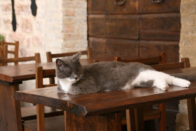 Spello Gatto 