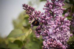 N/A Natura Fiori Insetti 