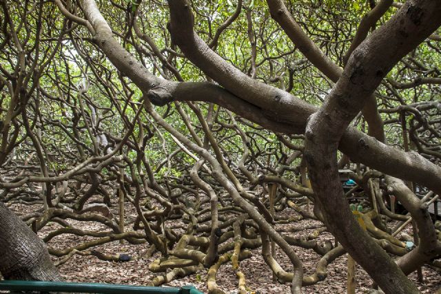 Brasile Natura Alberi Pianta di arachidi 