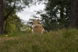 Faenza Conigli Natura Parco 