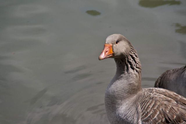 N/A Animali Natura Lago Oca 