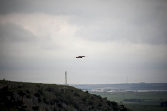 Matera Falco Grillaio Animali Uccelli Natura 