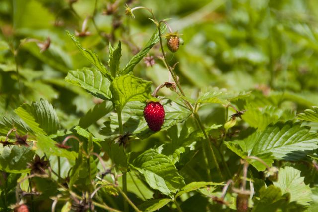 N/A Fragola Frutto Natura 