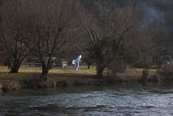 Bardolino (Vr) Fiume Mincio Gabbiano Animali Natura 