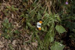 N/A Natura Farfalla Insetti 