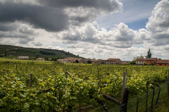 San Pietro in Cariano Vigneti 