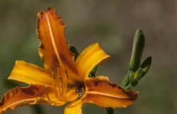 Valeggio sul Mincio (Vr) Fiori Natura Parco Sigurà