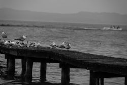 Garda (Vr) Lago di Garda Gabbiani B/N Uccelli Natura 