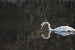 Borghetto (Vr) Fiume Mincio Cigno Natura Animali 