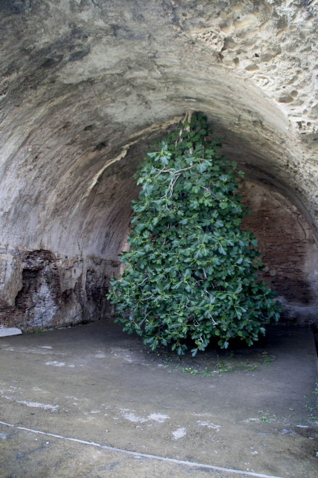 Napoli Albero nato a contrario 