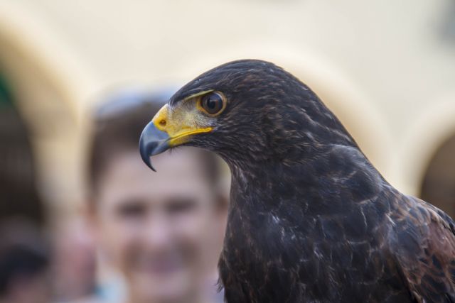 Montagnana Festa Medioevale Uccello Rapace 