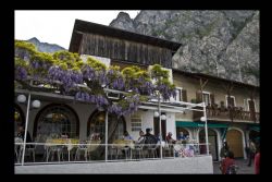 Limone (Bs) Fiori Lago di Garda 