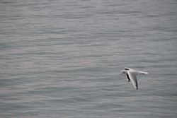 Bardolino (Vr) Lago Animali Uccelli Gabbiani 