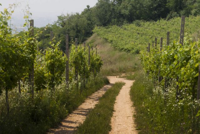 Gargagnano Percorso Natura Particolare 