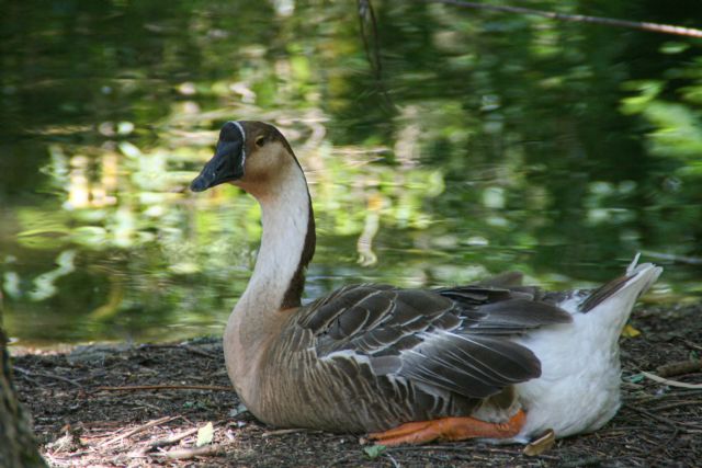 Faenza Parco Bucci 