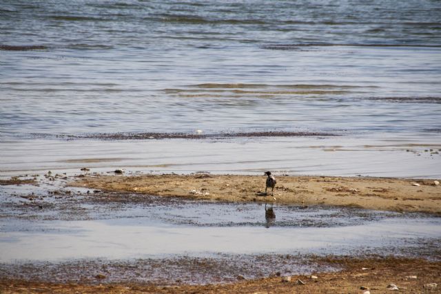 Lago Trasimeno Uccelli Natura 