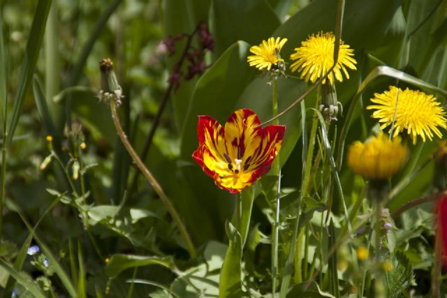 N/A Natura Fiori 