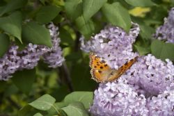 N/A Farfalla Natura Insetti 