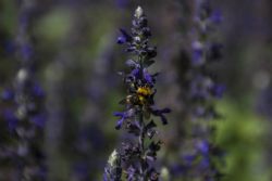 Valeggio sul Mincio (Vr) Fiori Natura Insetti Parco Sigurà