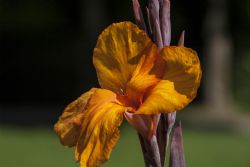 Valeggio sul Mincio (Vr) Fiori Natura Parco Sigurà