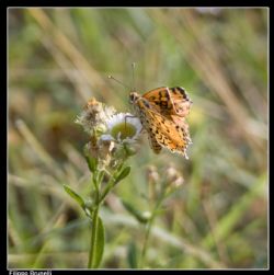 Indefinito Farfalla Natura 