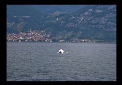 Lago Iseo (Bs) Cigno 